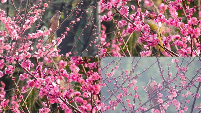 红梅盛开，花上小鸟好漂亮，真正的鸟语花香