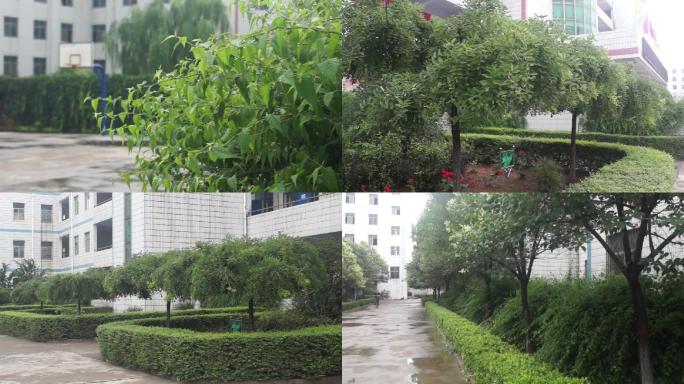 环境绿化-庭院绿植-绿色校园