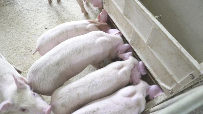 养殖厂小猪吃食