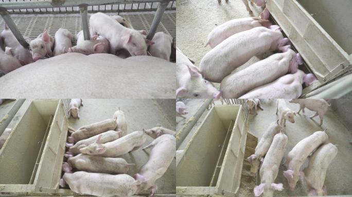 养殖厂小猪吃食