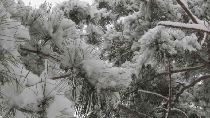 雪压青松