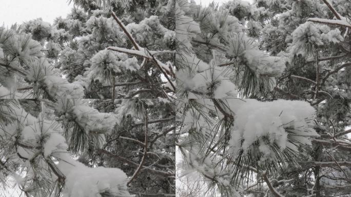 雪压青松