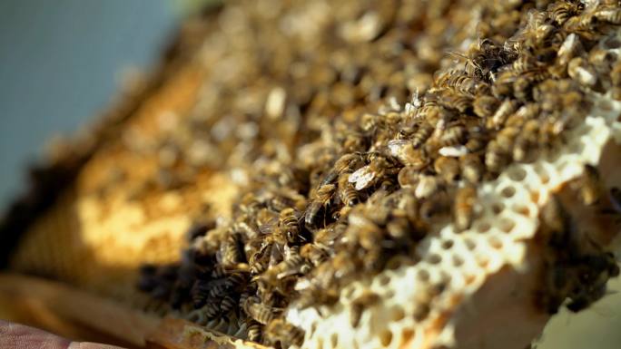 蜜蜂将花蜜转化为蜂蜜特写