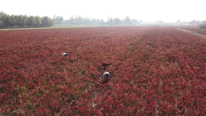 辣椒种植园航拍