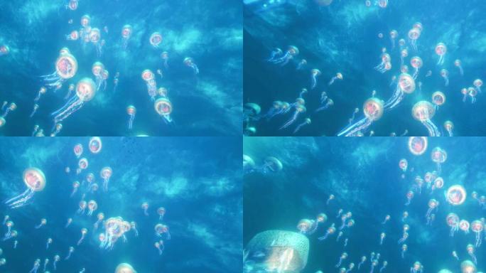 海底世界-水母