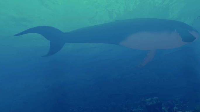 海底鲸鱼游动