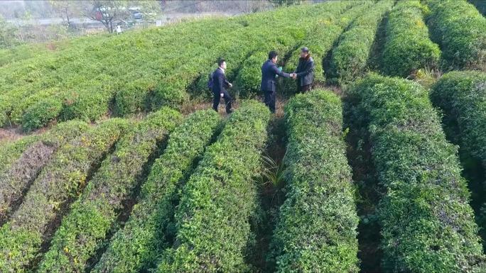 精准扶贫农业技术指导基层工作者下乡茶山