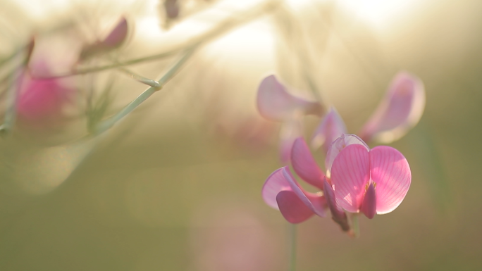 唯美自然空镜——阳光花朵蜜蜂光斑