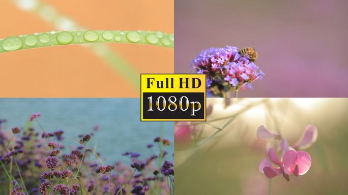 唯美自然空镜——阳光花朵蜜蜂光斑