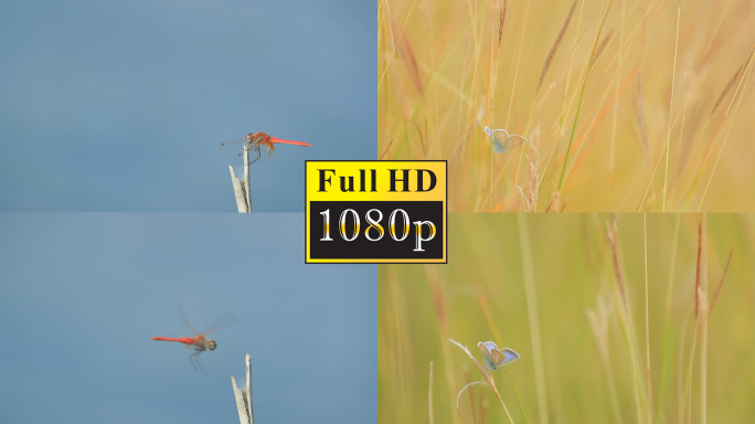 蜻蜓和蝴蝶特写【1080P】