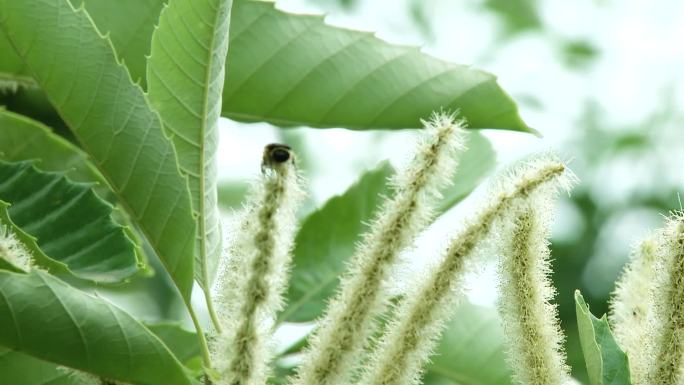 栗树花特写蜜蜂