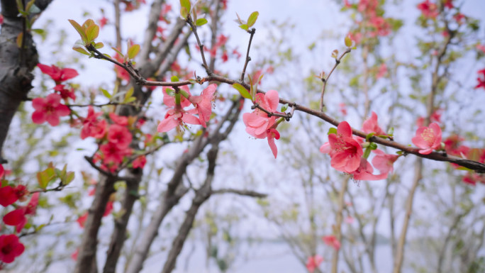 【4K】春天花香、芬芳海棠花