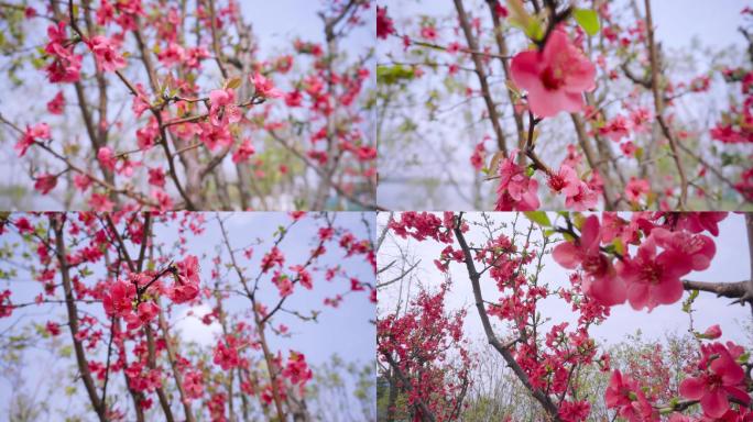 【4K】春天花香、芬芳海棠花