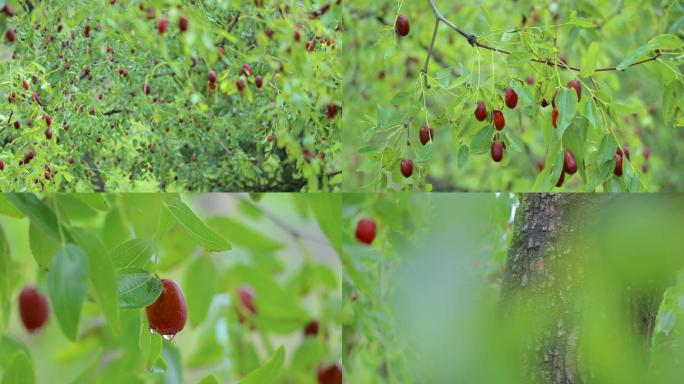 红枣枣树枣林50帧拍摄