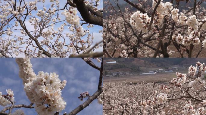 樱花元始素材樱花海白色樱花花