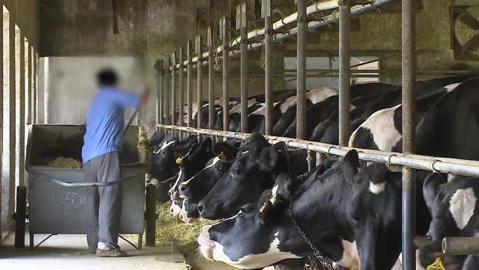 奶牛的饲养乳牛饲料粮草科学养育方法