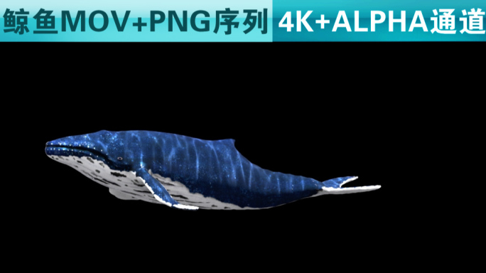 鲸鱼01+4k+带通道
