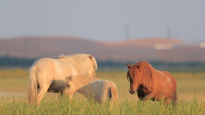 湿地夕阳下的马群