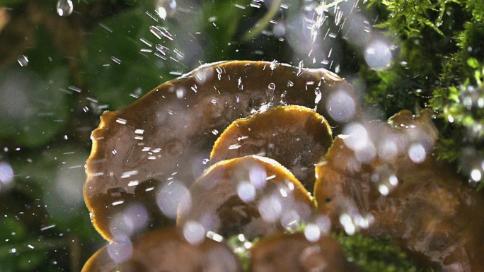 雨水洗涤野生菌菇480帧高清升格