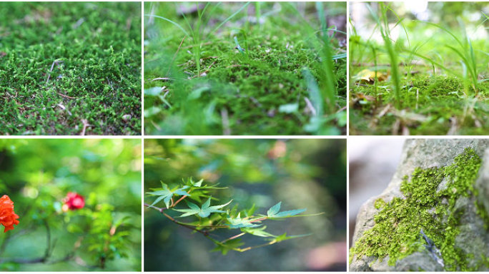 苔藓石头上的苔藓春暖花开