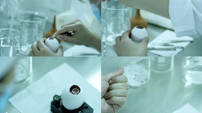 鸡胚实验