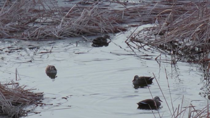 湿地斑嘴鸭