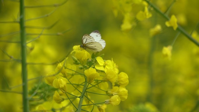 油菜花蝴蝶飞舞菜花林采蜜舞蝶起飞