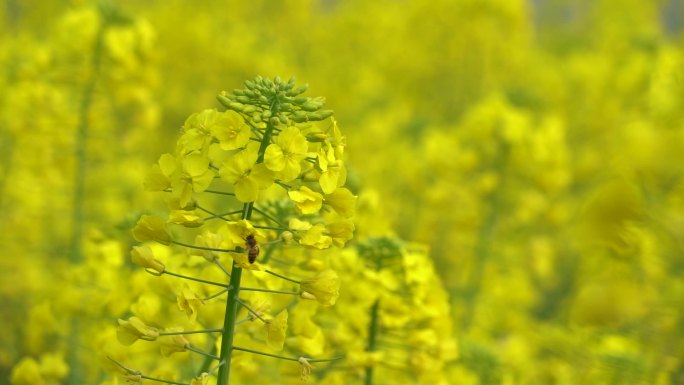 夏天油菜花小蜜蜂采蜜菜花田