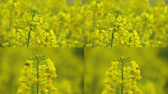 夏天油菜花小蜜蜂采蜜菜花田