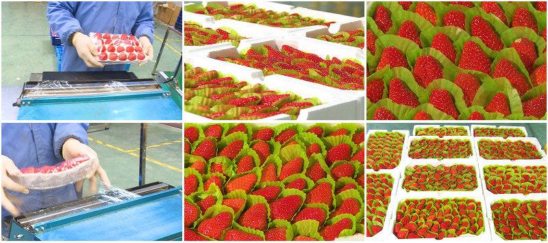 草莓包装箱精装草莓成熟草莓
