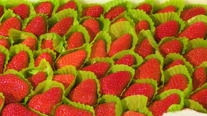 草莓包装箱精装草莓成熟草莓