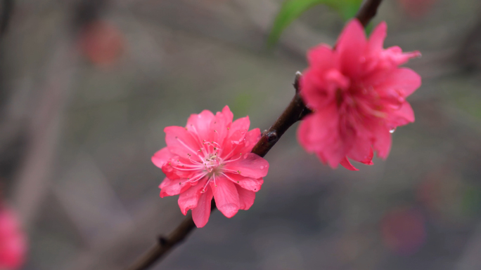 桃花盛开