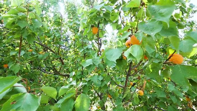 石榴树开花甜杏成熟的果实高清实拍