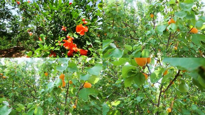 石榴树开花甜杏成熟的果实高清实拍