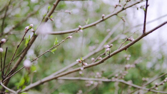 桃树发芽、桃花花苞