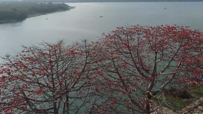 木棉花航拍