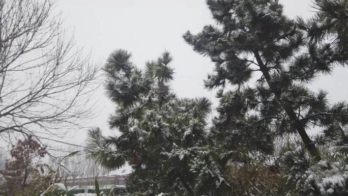 城市雪景