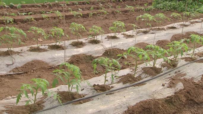 番茄定植定植后苗