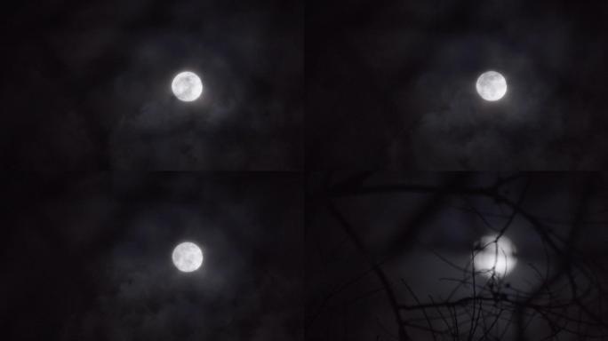 4K夜色月光树梢-月亮