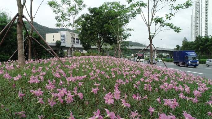 韭菜花航拍美景