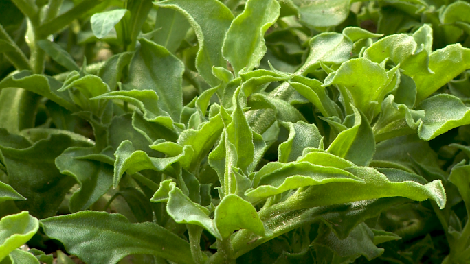 冰草种植田七种植田七叶中药材种植