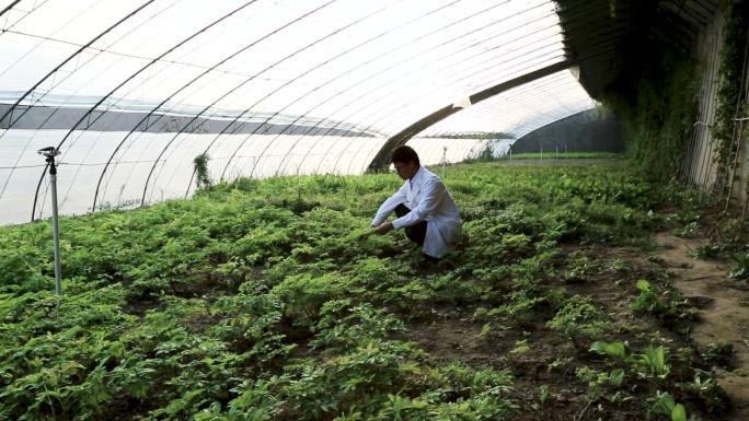 药材种植