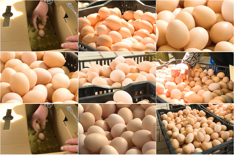 鸡蛋装鸡蛋精品鸡蛋农家土特产