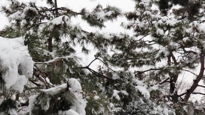 松林春雪