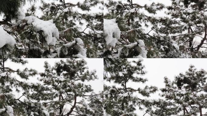 松林春雪