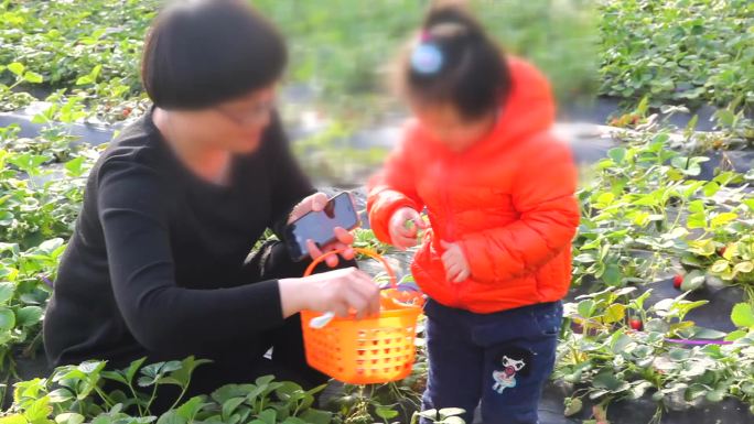 草莓采摘温室草莓