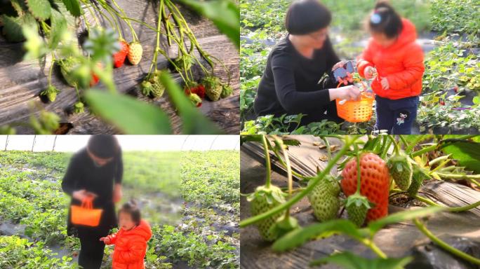 草莓采摘温室草莓