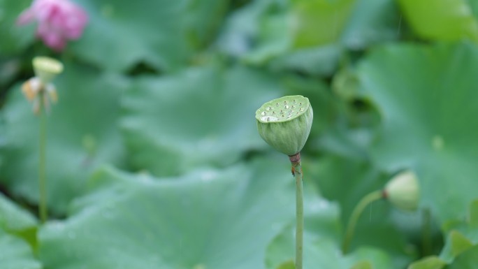 夏天