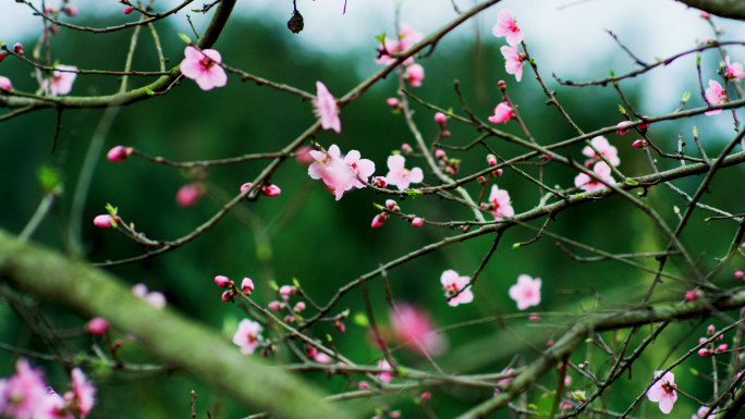 桃花盛开古典古代中式古装桃树花朵