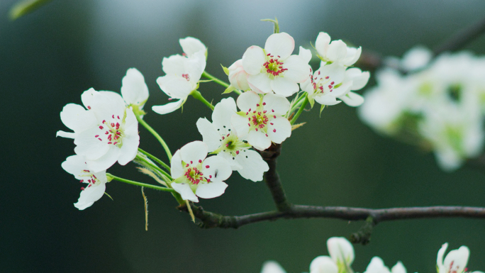 梨花盛开春天蜜蜂花开花花瓣梨花梨花开花花